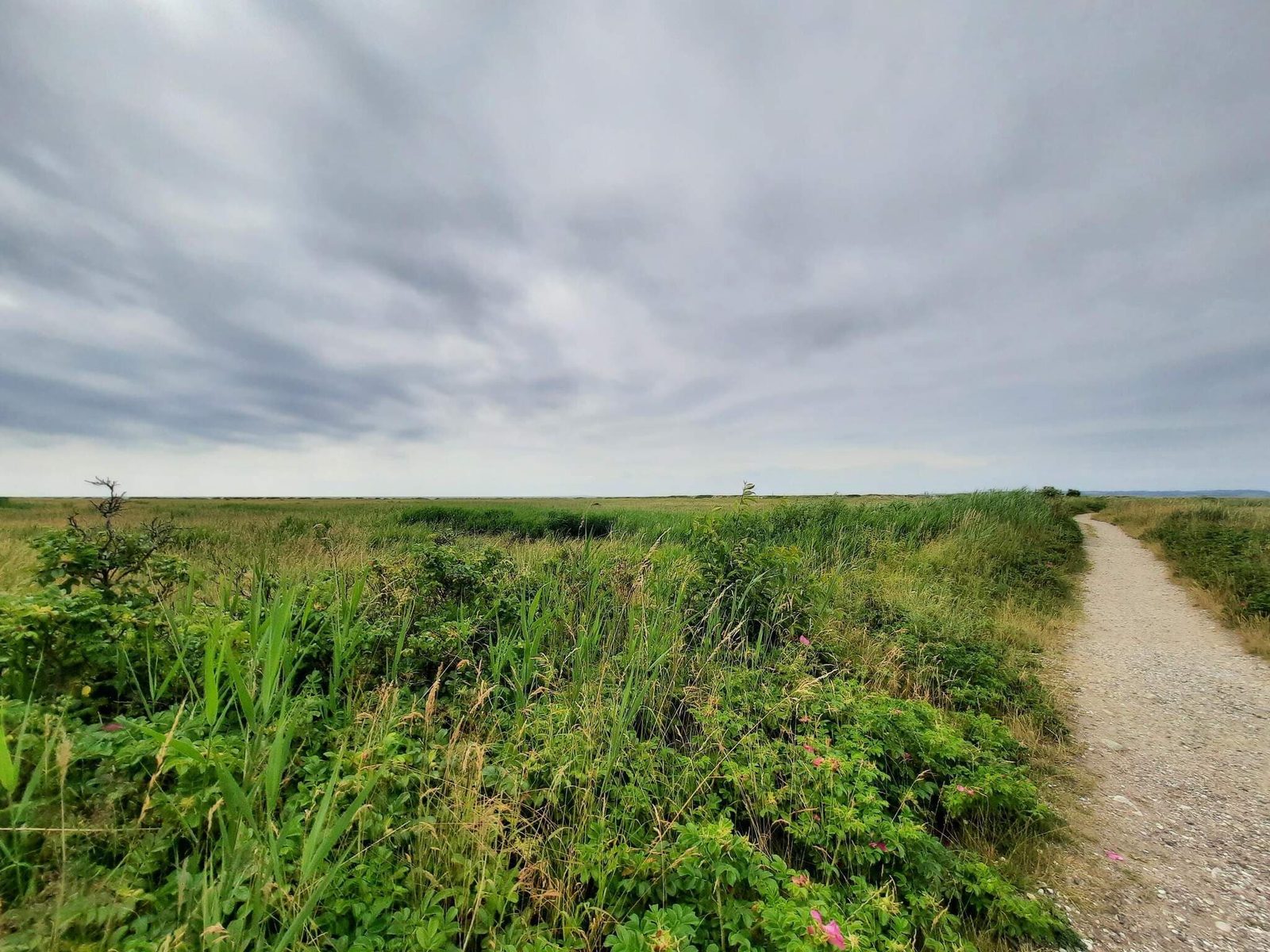 Ein Trampelpfad durch hohes Gras hinunter zum Wasser